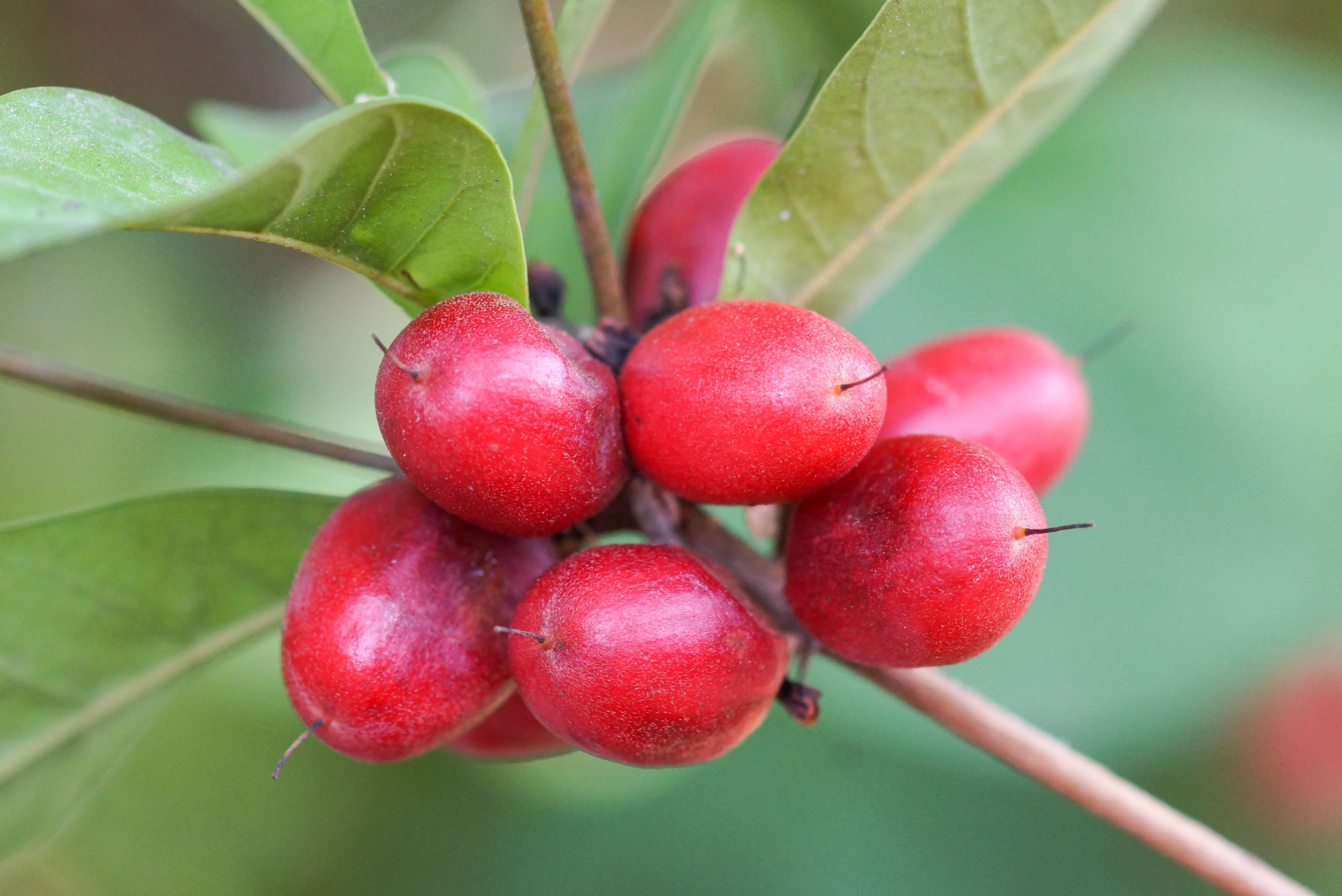 9% off miracle berries - Turn sour sweet!