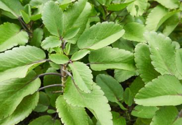 10% off Leaf of Life